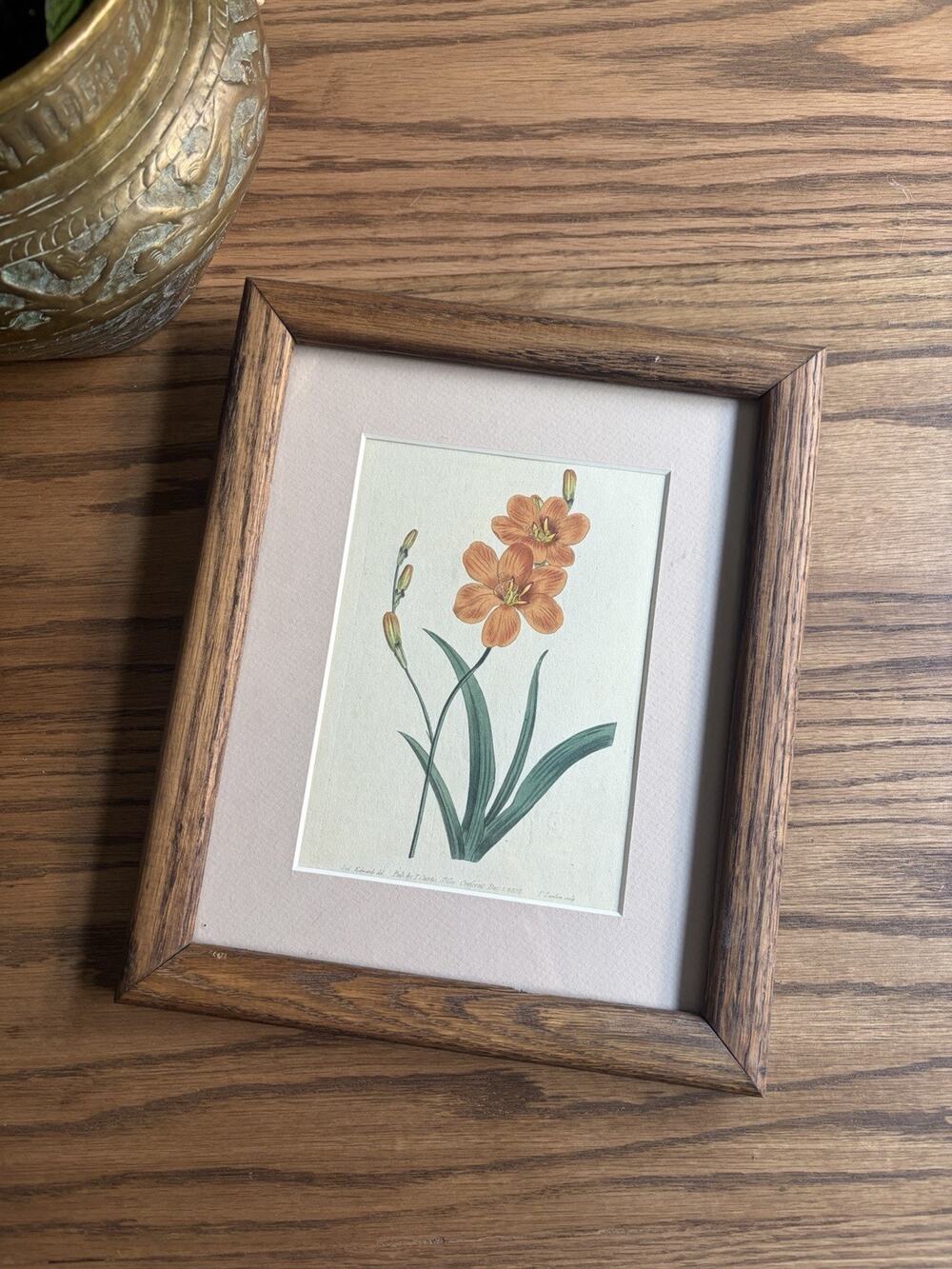 Antique 1803 Curtis Botanical Magazine Print Tritonia Miniata 609 Framed